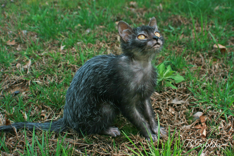 Illustration for article titled Werewolf Kitties, No Full Moon Needed